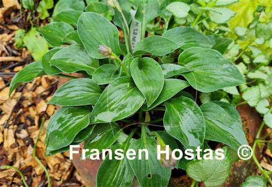 Hosta Lakeside Neat Petite